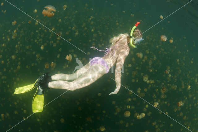 Endemic Mastigias Jellyfish