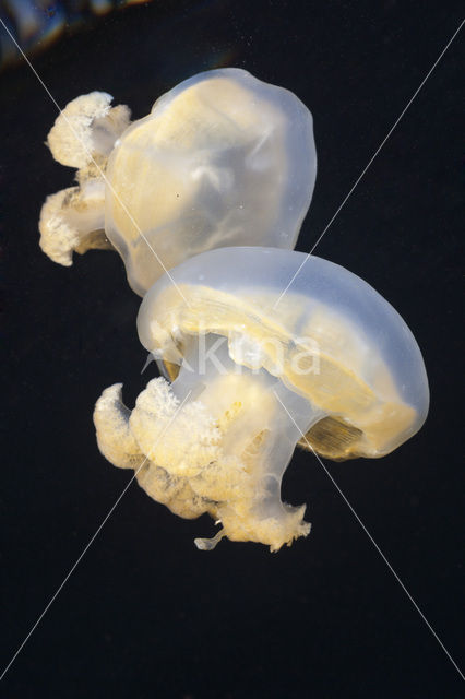 Endemic Mastigias Jellyfish