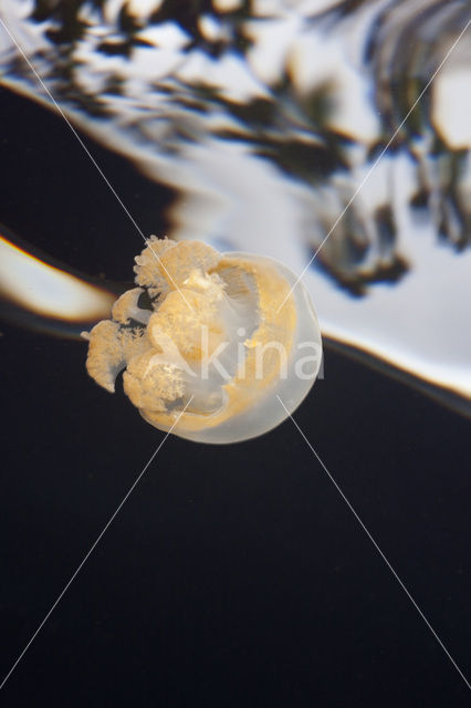 Endemic Mastigias Jellyfish