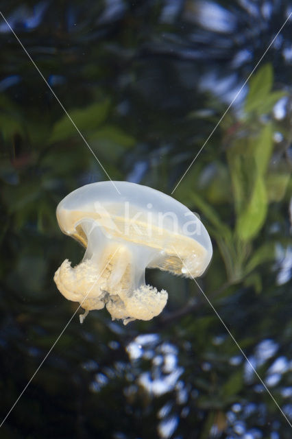 Endemic Mastigias Jellyfish