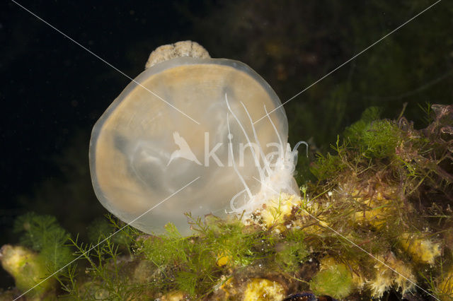 Endemic Mastigias Jellyfish