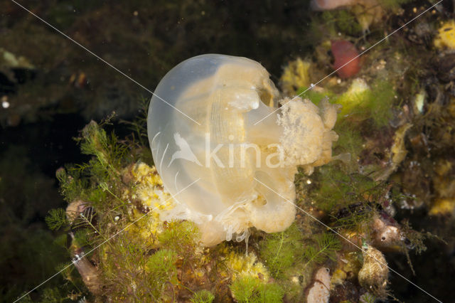 Endemic Mastigias Jellyfish