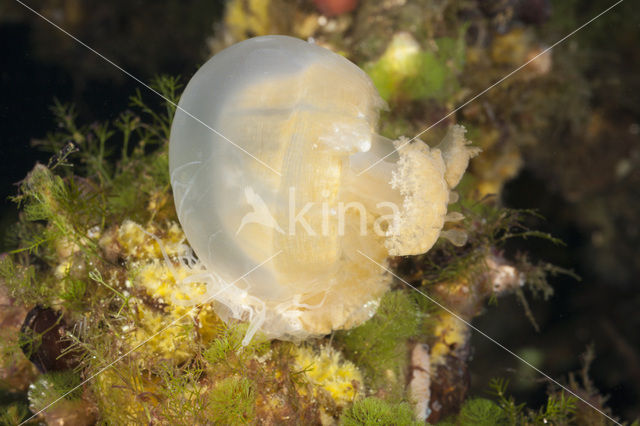 Endemic Mastigias Jellyfish