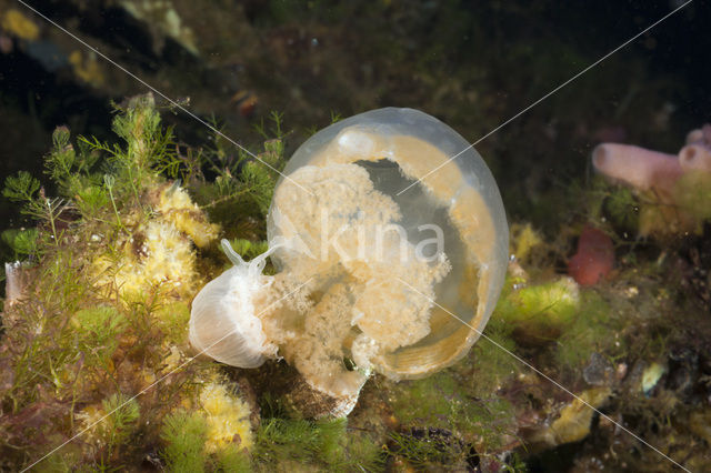 Endemic Mastigias Jellyfish
