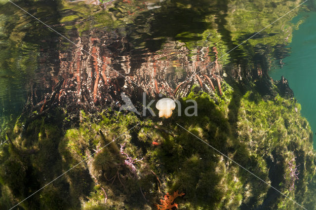 Endemic Mastigias Jellyfish