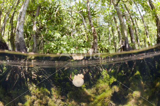 Endemic Mastigias Jellyfish