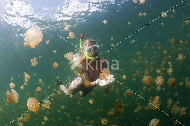 Endemic Mastigias Jellyfish