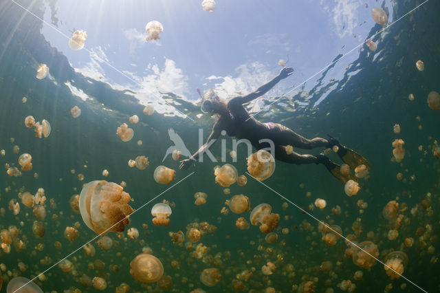 Endemic Mastigias Jellyfish