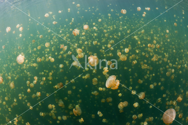 Endemic Mastigias Jellyfish