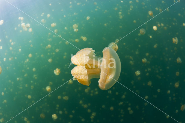 Endemic Mastigias Jellyfish