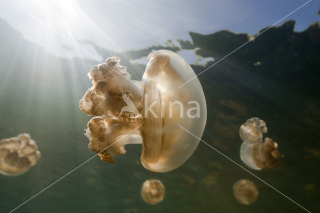 Endemic Mastigias Jellyfish