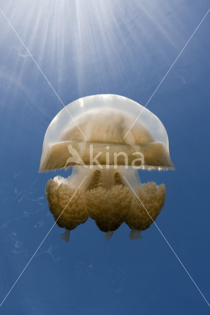 Endemic Mastigias Jellyfish