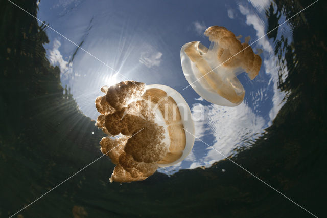 Endemic Mastigias Jellyfish