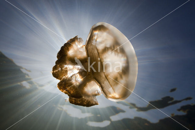 Endemic Mastigias Jellyfish