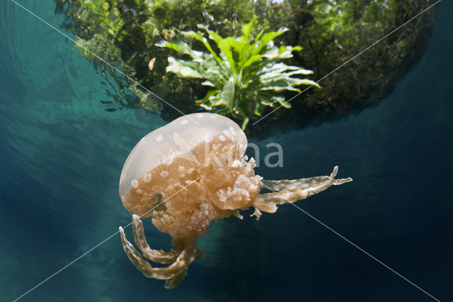 Endemic Mastigias Jellyfish