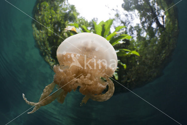 Endemic Mastigias Jellyfish