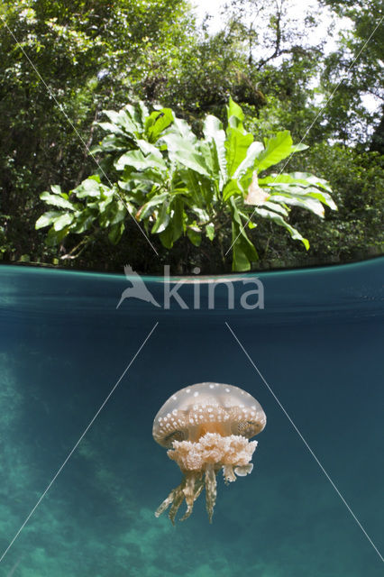 Endemic Mastigias Jellyfish