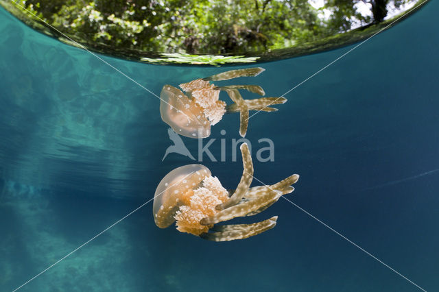 Endemic Mastigias Jellyfish