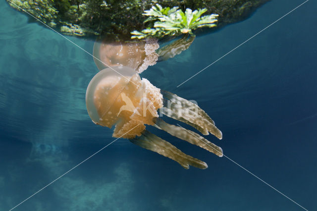 Endemic Mastigias Jellyfish