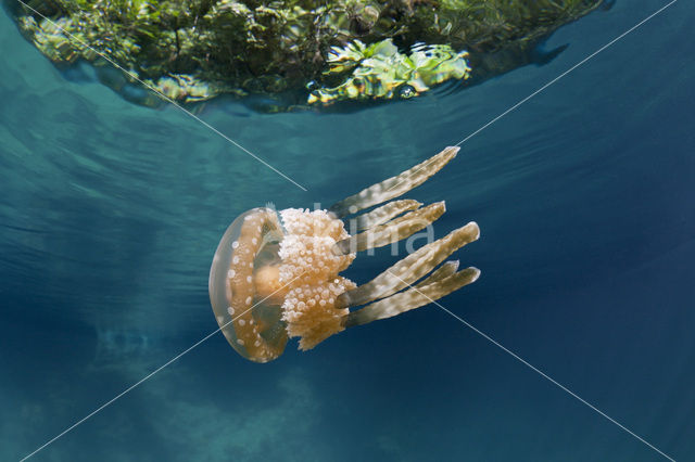 Endemic Mastigias Jellyfish