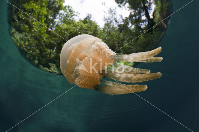 Endemic Mastigias Jellyfish