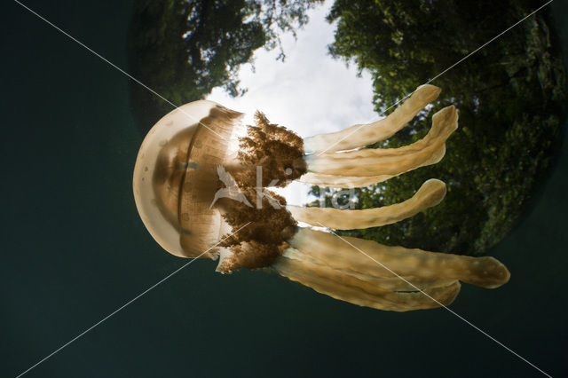 Endemic Mastigias Jellyfish