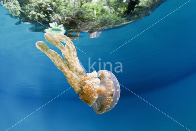 Endemic Mastigias Jellyfish