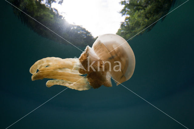 Endemic Mastigias Jellyfish