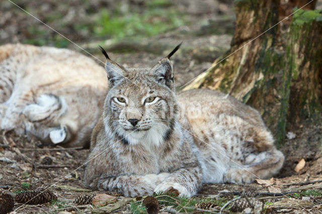 Eurasian Lynx (Lynx lynx)