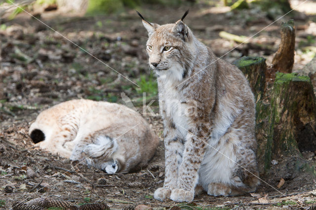 Eurasian Lynx (Lynx lynx)