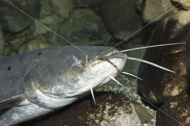 Europese meerval (Silurus glanis)