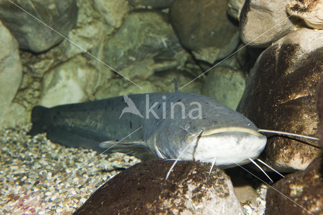 Europese meerval (Silurus glanis)