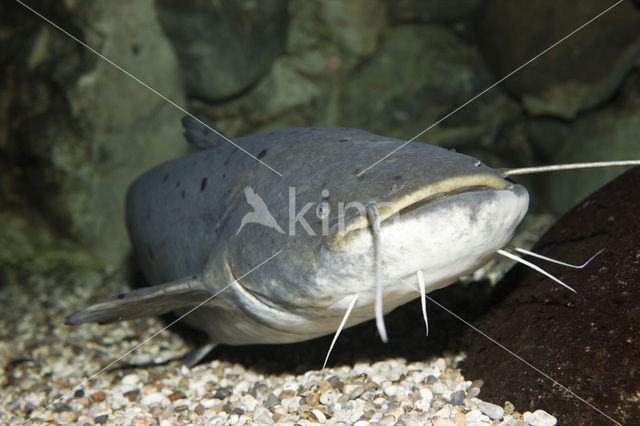 Europese meerval (Silurus glanis)