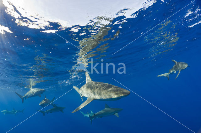 Galapagoshaai (Carcharhinus galapagensis)