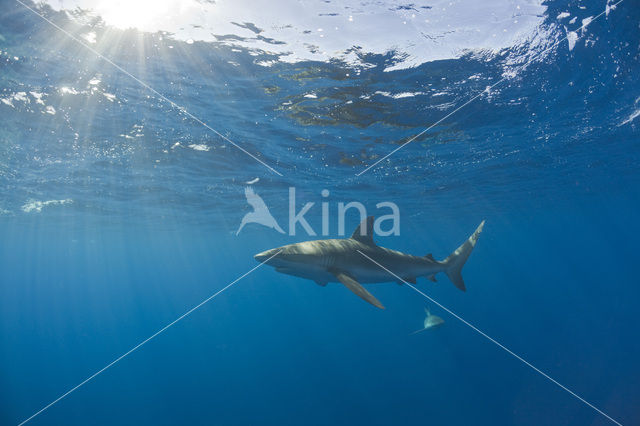 Galapagos shark (Carcharhinus galapagensis)