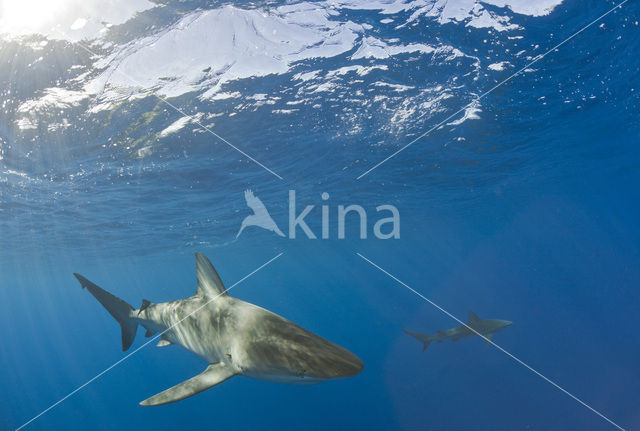 Galapagoshaai (Carcharhinus galapagensis)