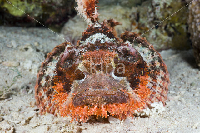 Tassled scorpionfish (Scorpaenopsis oxycephalus)