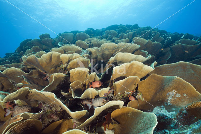 Lettuce Coral (Turbinaria mesenterina)