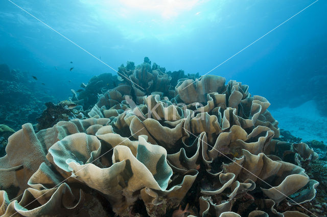 Lettuce Coral (Turbinaria mesenterina)