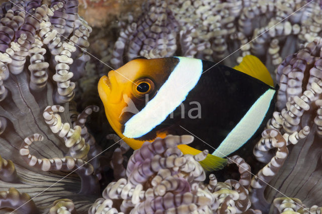 Yellowtail clownfish