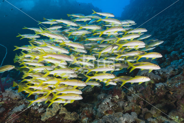 Yellowfin goatfish (Mulloidichthys vanicolensis)
