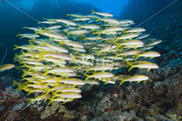 Geelvin barbeel (Mulloidichthys vanicolensis)