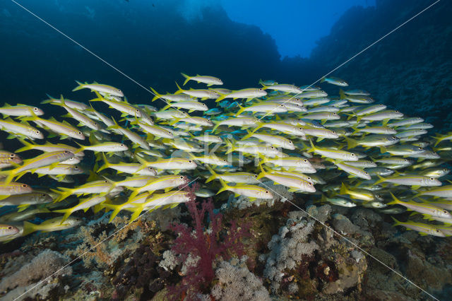 Geelvin barbeel (Mulloidichthys vanicolensis)