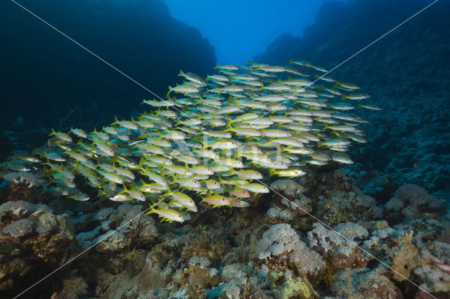 Yellowfin goatfish (Mulloidichthys vanicolensis)