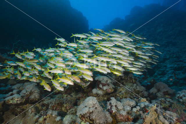 Yellowfin goatfish (Mulloidichthys vanicolensis)