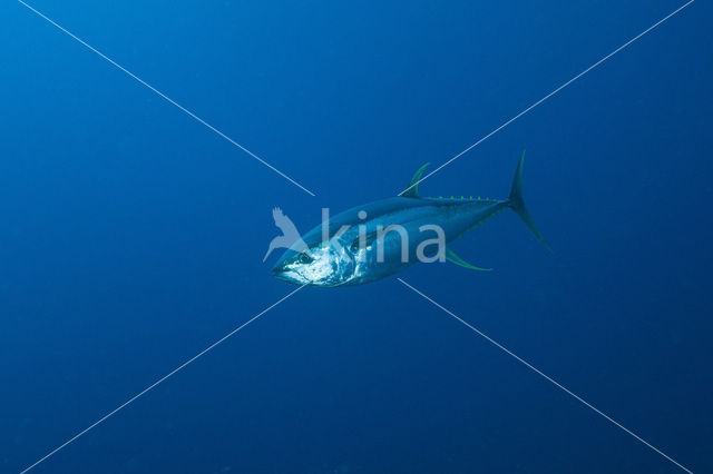 Yellowfin tuna (Thunnus albacares)