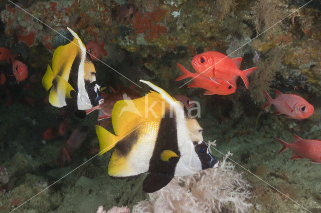 Masked bannerfish (Heniochus monoceros)