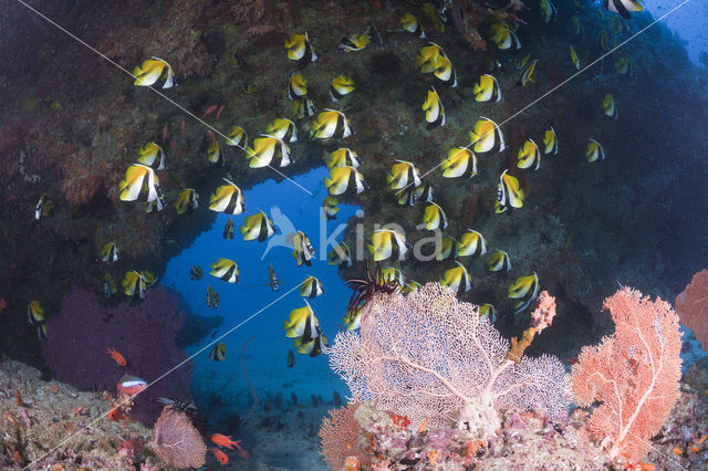 Masked bannerfish (Heniochus monoceros)