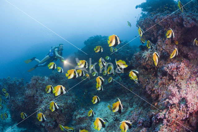 Masked bannerfish (Heniochus monoceros)