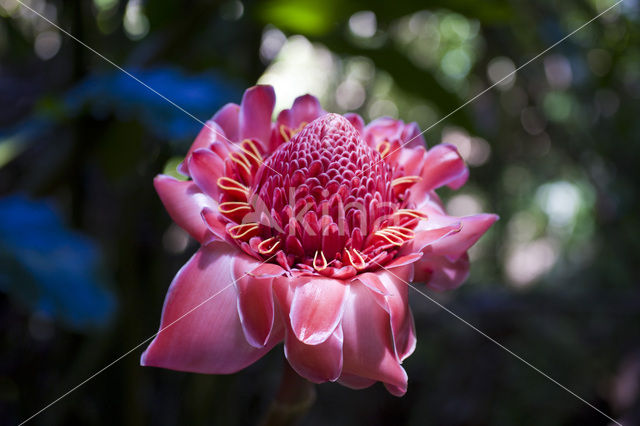 Gemberbloesem (Etlingera elatior)